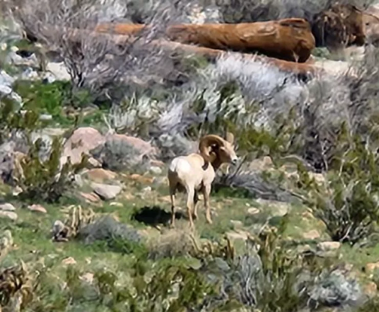 Bighorn Sheep in Palm Canyon