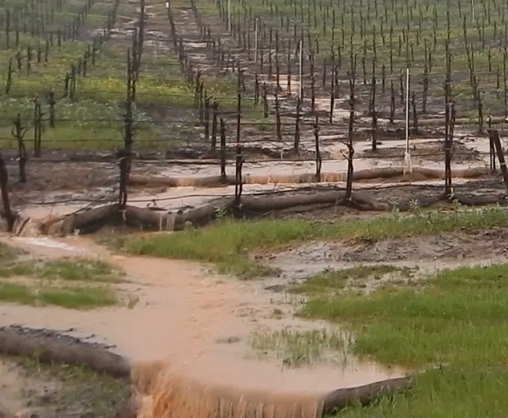 Vineyard erosion.png