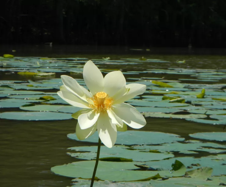 0-Lotus Blossom by Tom Douglas.JPG