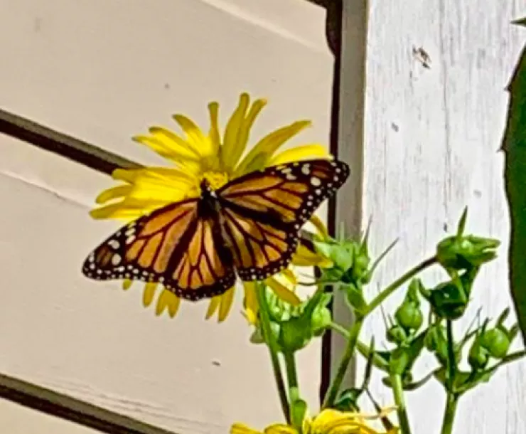 Bay Area SC ButterflyMonarch.png