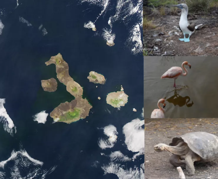 Bay Area, Oct. 2019 Galapagos cover.jpeg