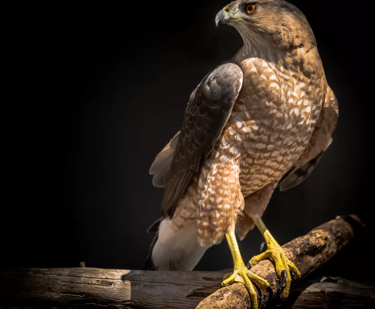 C Conley 2019 March BIRDS-Hawk.jpg