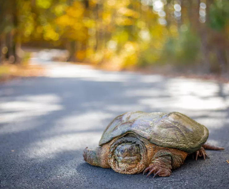 C Conley 2021 May SNAPPING TURTLE IN ROAD.jpg