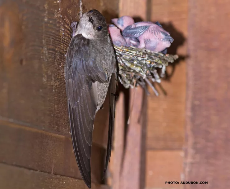 C Conley, BIRDS-Chimney Swift with nest.jpg