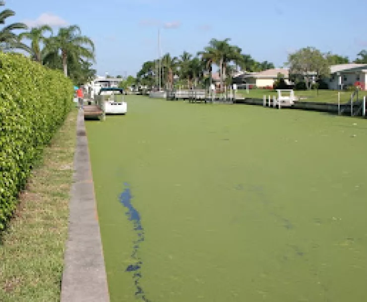 CC Canal - Green Algae..JPG