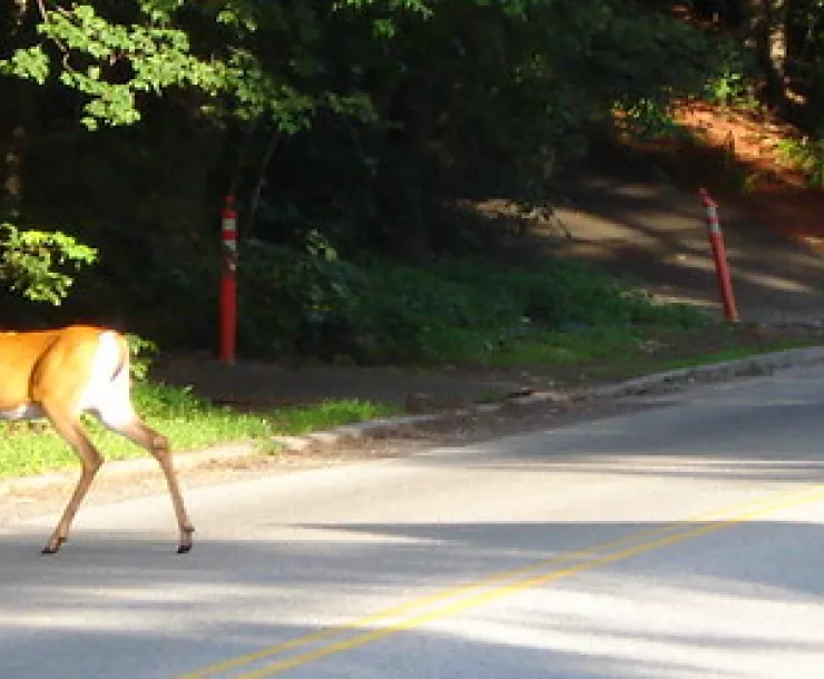Deer crossing by Mike.jpg