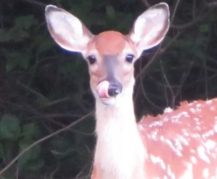 Deer licking nose by Janet Gingold Sierra Club Prince Georges co MD.jpg