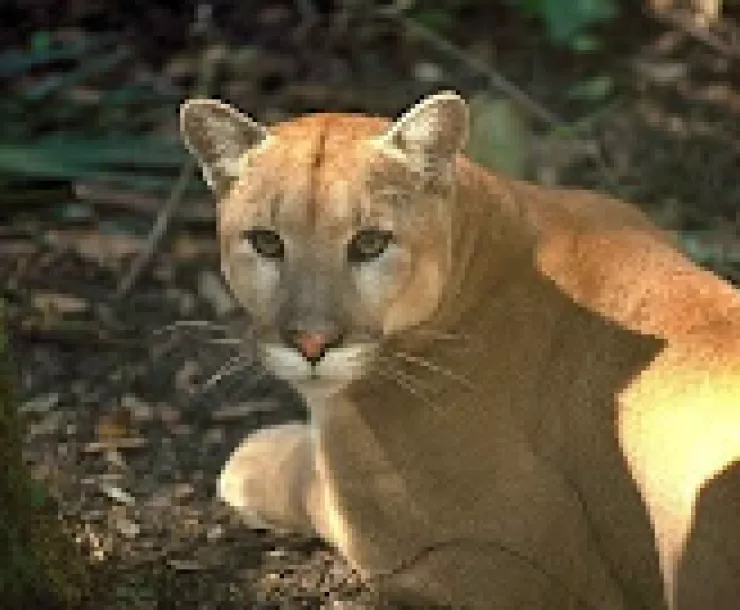 Florida Panther - photo courtesy of USGS.JPG