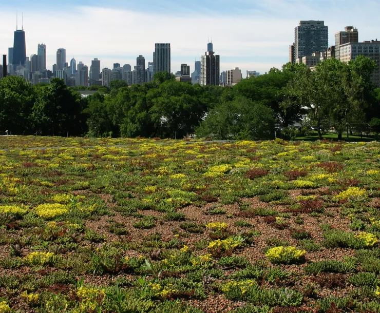 Green roof, Chicago Nature Museum_Conservation Design Forum.jpg