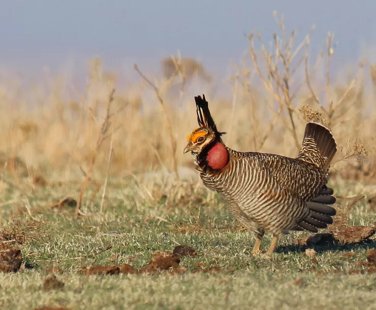 Lesser prairie chicken 7482442008_21d0a8afe8_h.jpg