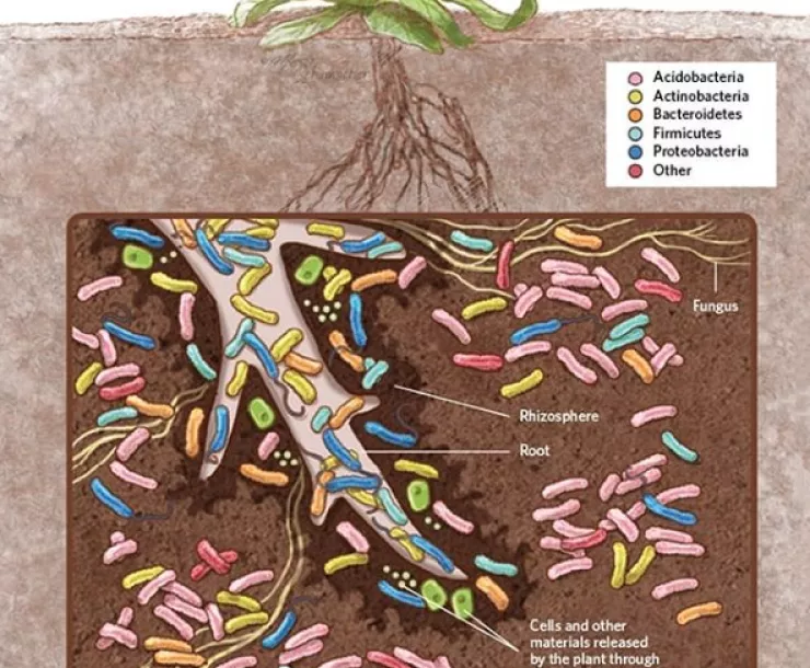 Microbes in the soil.png