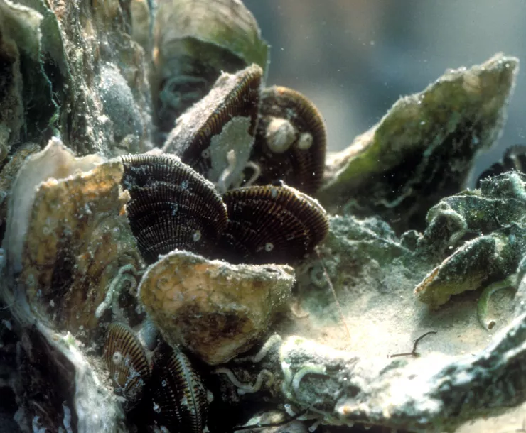Oyster_bed_close_up_(5984383105).jpg