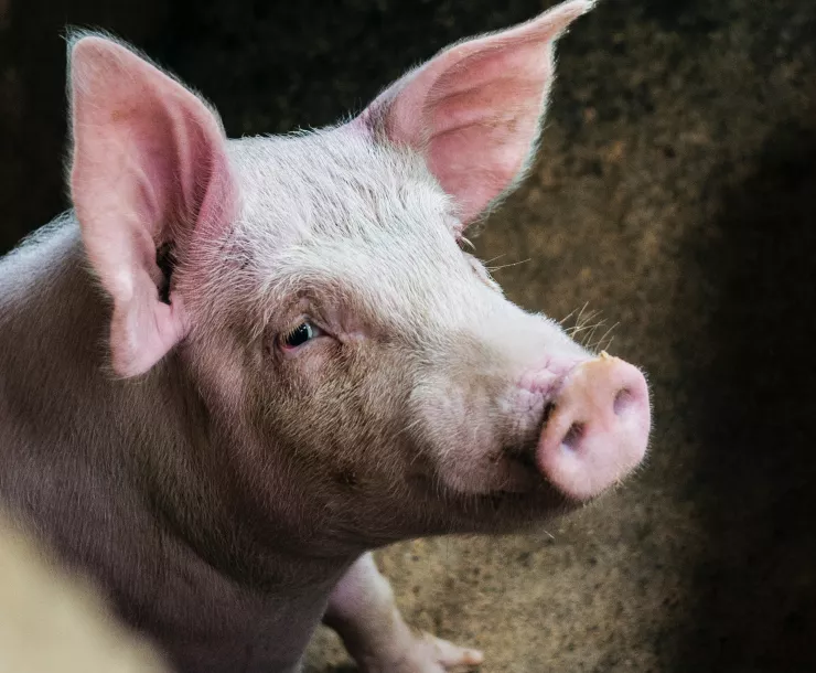 Photo of Baby Pig for Article on Katie Cantrell.jpg