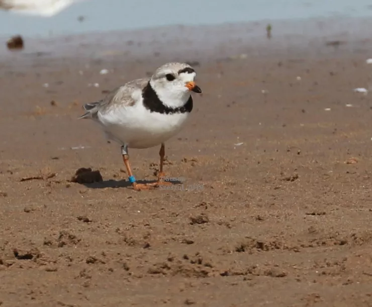 Piping Plover Rose on Montrose Beach June 2019.jpg