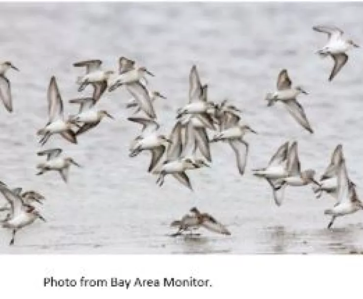 San Francisco Bay Birds.JPG