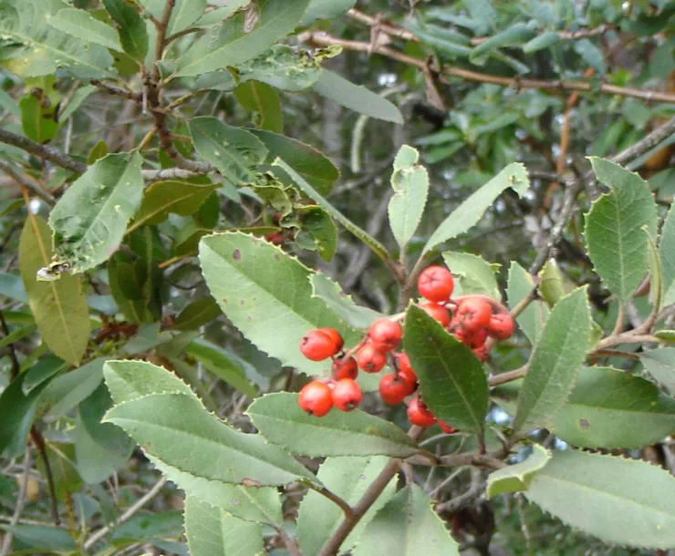 Toyon-berries_Facebook-event.jpg