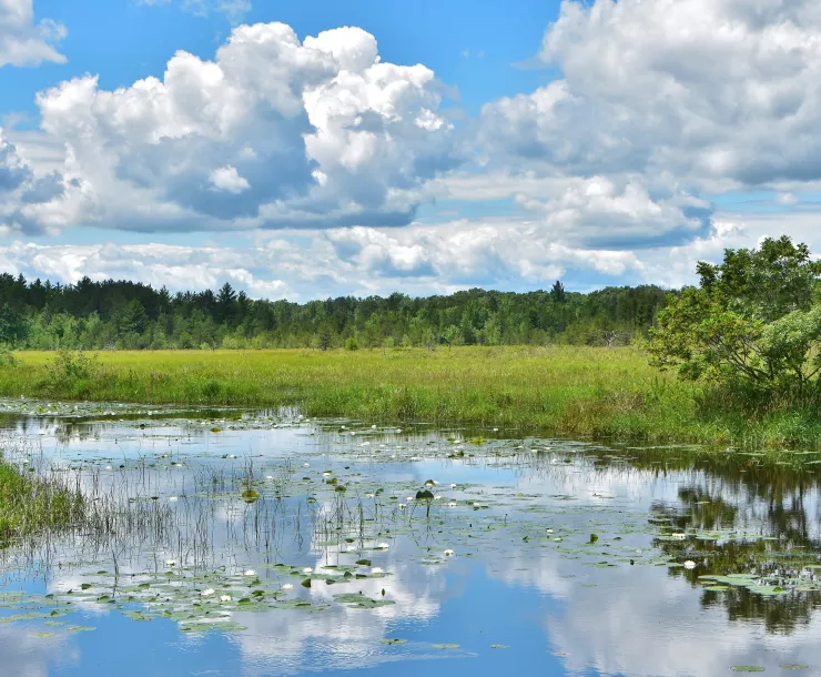 Wisconsin Wetlands.jpg