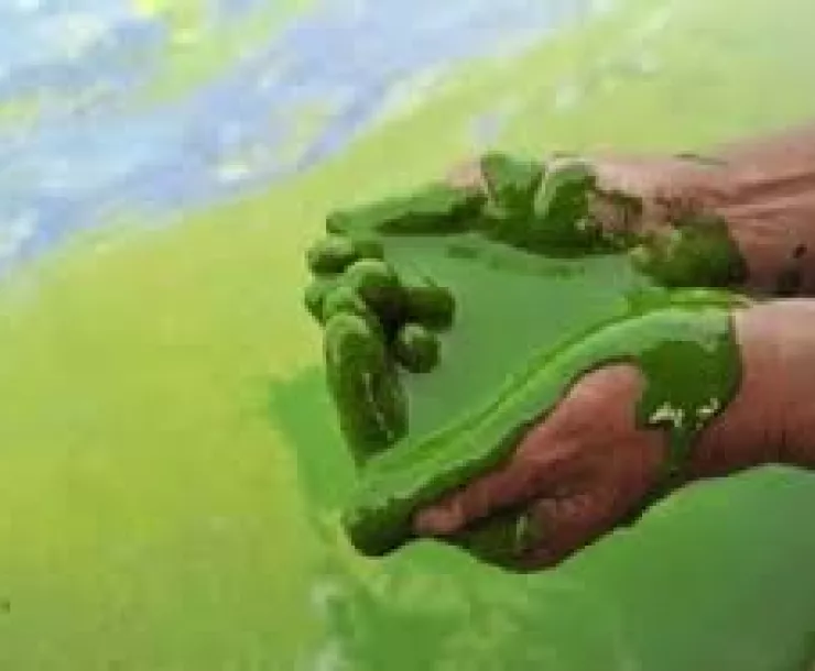algae.png