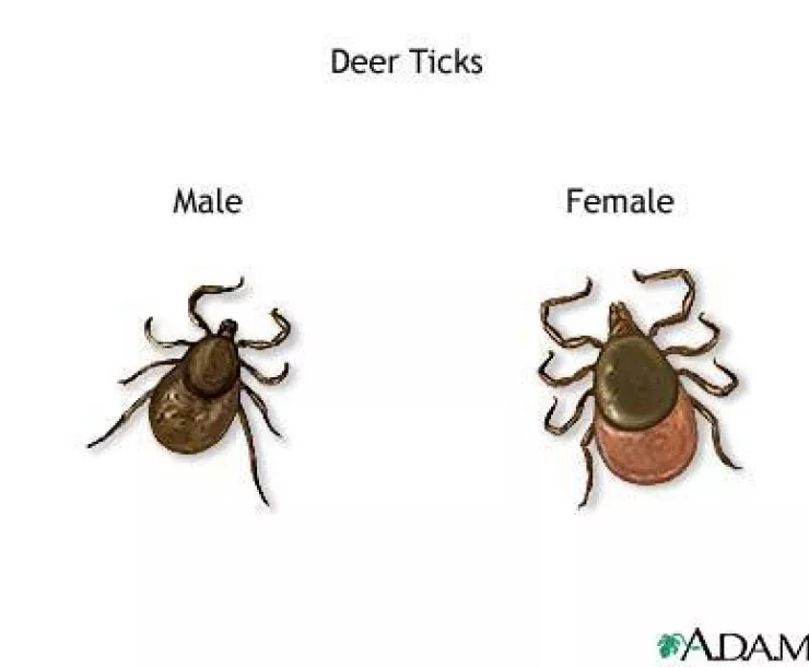 deer_ticks.jpg