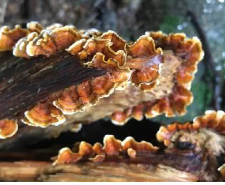fungi on log.jpg