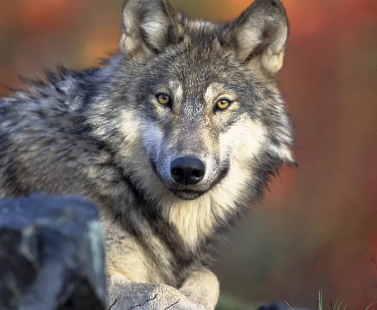 gray-wolf-portrait.jpg