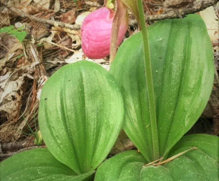 plant-lady-slipper.jpg