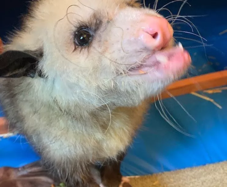 Thumbnail 20190912 Sid Sneezer the opossum.jpg