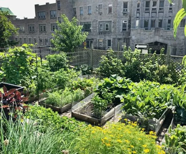 Community Garden by Sandra Cohen-Rose and Colin Rose .jpg