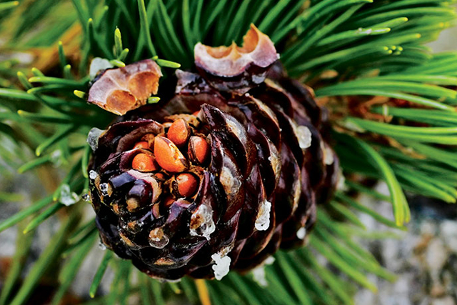 In the fall, seeds from whitebark pine cones are a key source of fat for Greater Yellowstone's grizzlies as they prepare to hibernate. | Photo by Richard Perry/New York Times/Redux