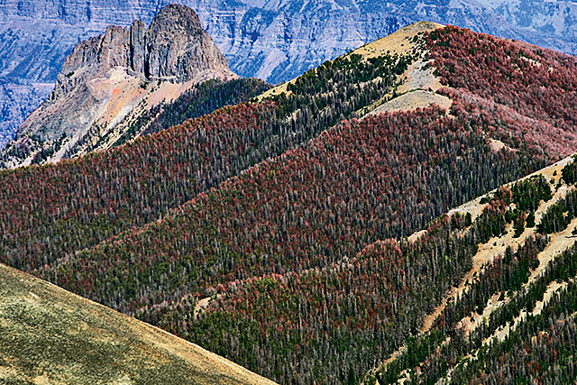 The view from Yellowstone's Avalanche Peak reveals a hillside of dead and dying whitebark pines, their needles red from beetle and blister rust damage. | Richard Perry/New York Times/Redux