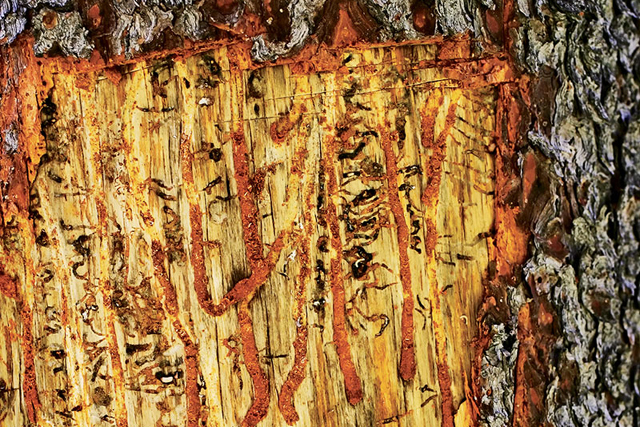 Vertical larval galleries in a pine tree's bark are a sign of mountain pine beetle infestation. | Richard Perry/New York Times/Redux