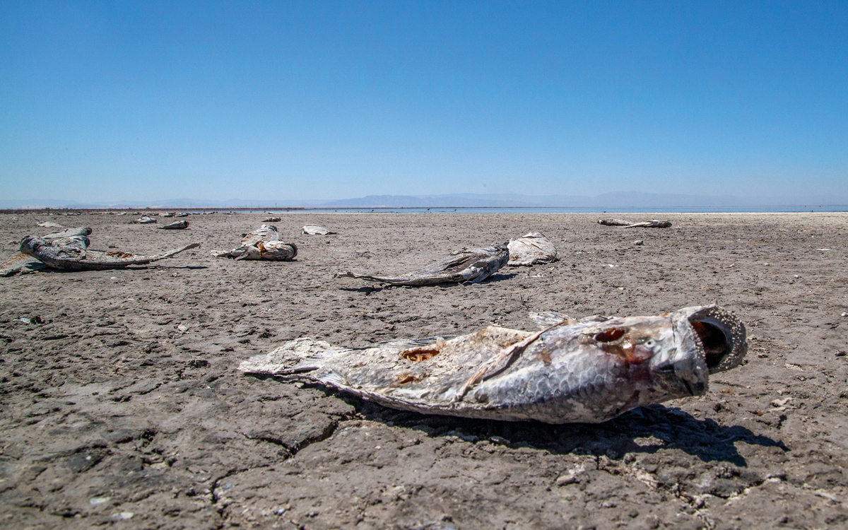 The Salton Sea Is Dying—We Can't Let That Happen Sierra Club