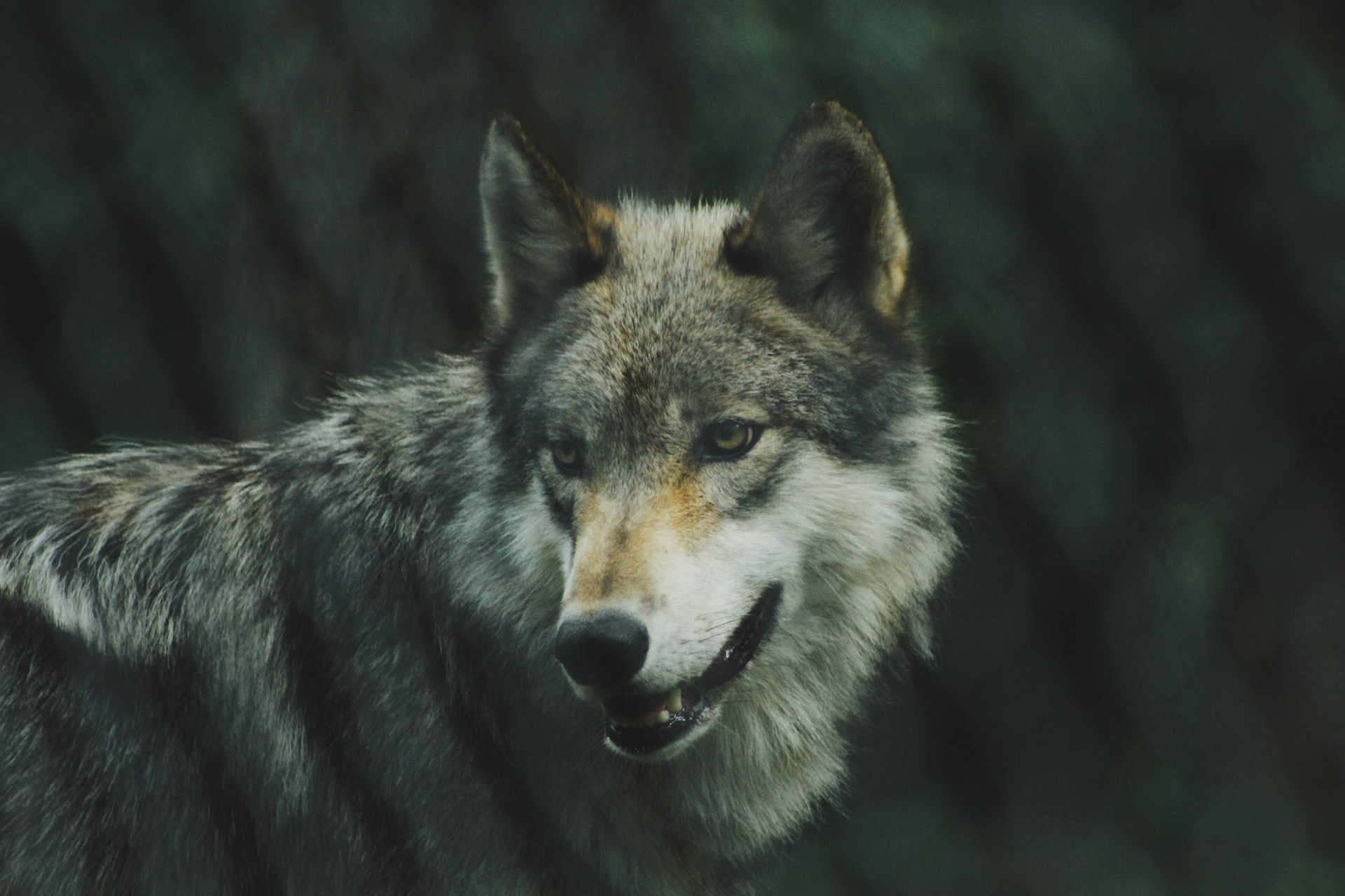 Los lobos tienen personalidades que impactan su ecosistema / Wolves Have  Personalities That Impact Their Ecosystem | Sierra Club