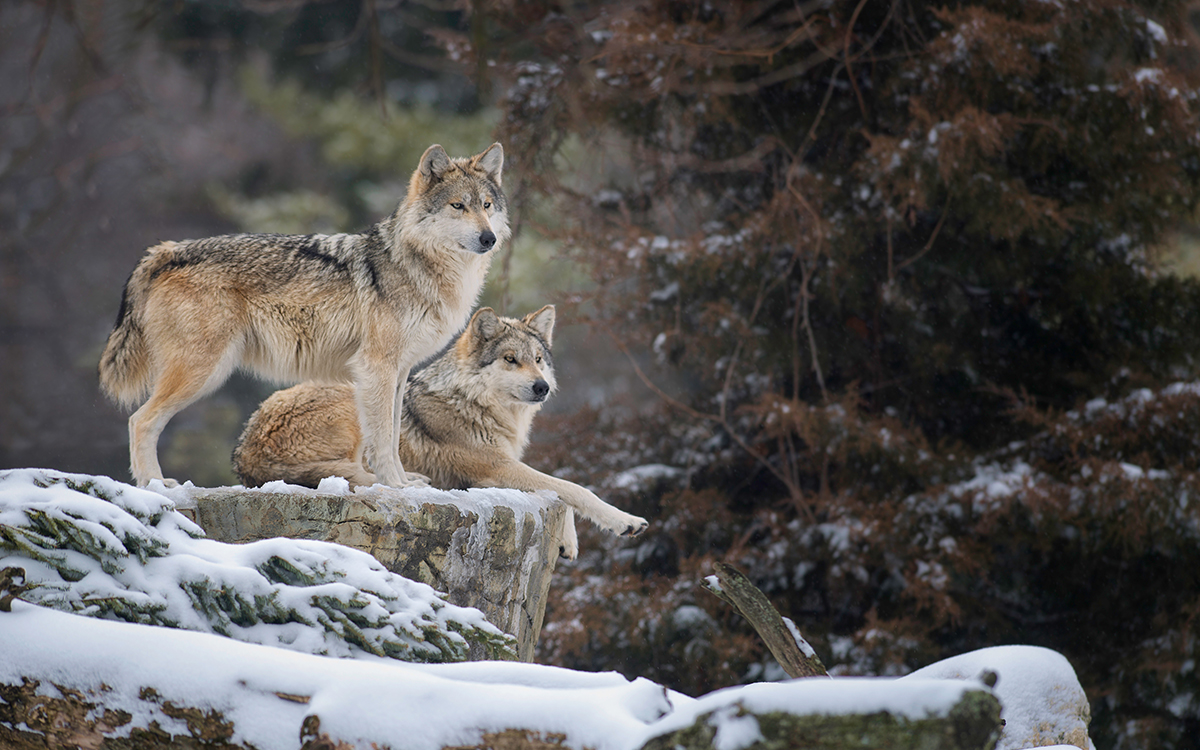 Por qué está fallando la recuperación del lobo mexicano/Why The Recovery of  the Mexican Wolf is Failing | Sierra Club