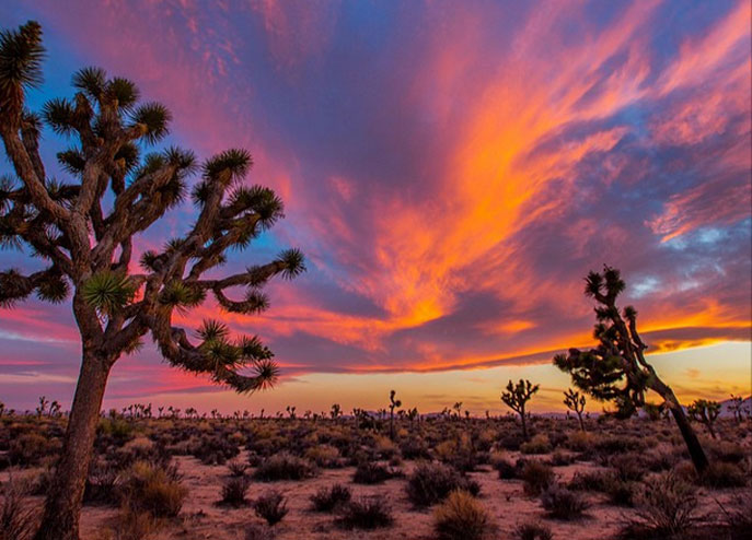 L.A. Loves the Desert | Sierra Club