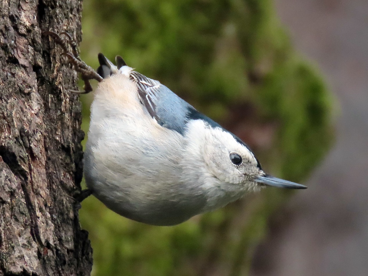 White-Breasted Nuthatch, Progress, Oregon | Sierra Club