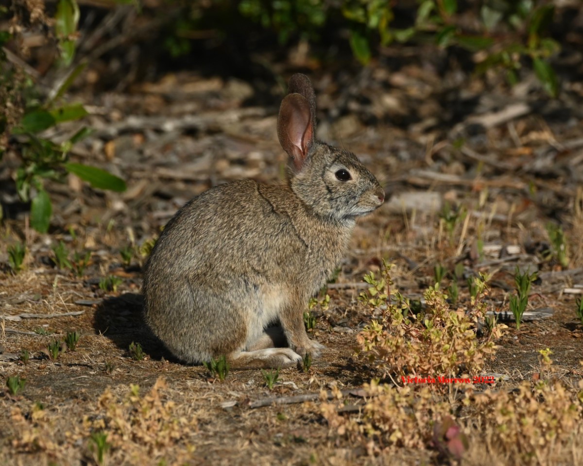 Cottontail, San Simeon, California | Sierra Club