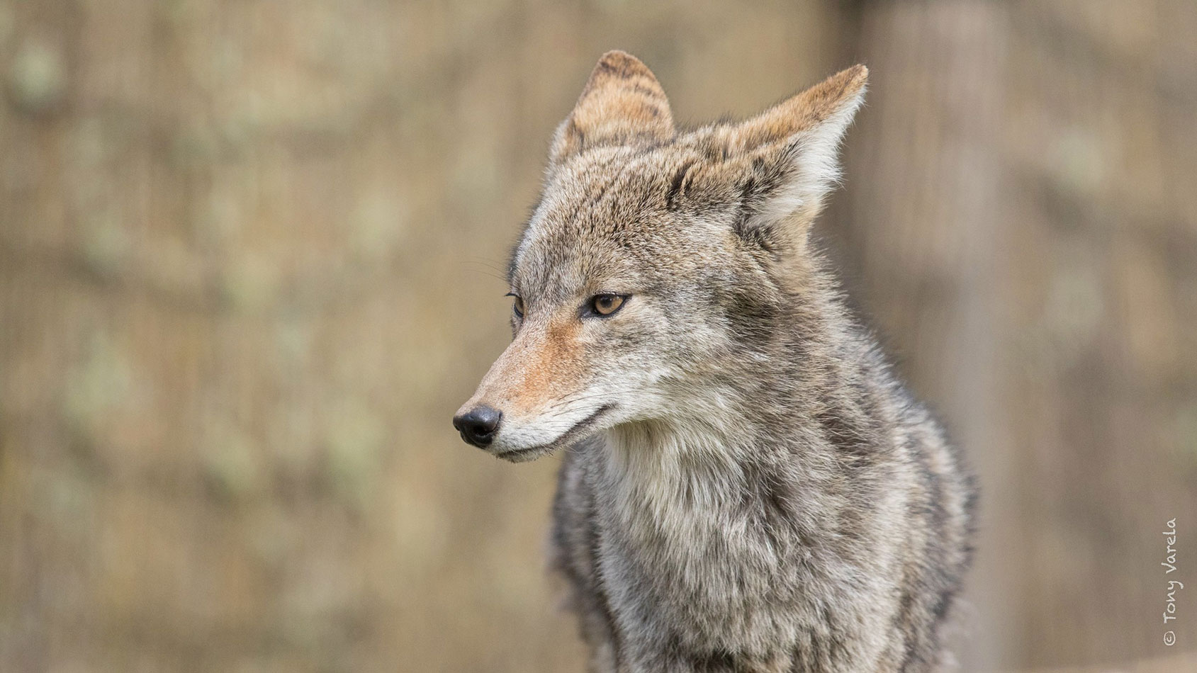 Coyote, Billy Frank Jr. Nisqually National Wildlife Refuge, Washington