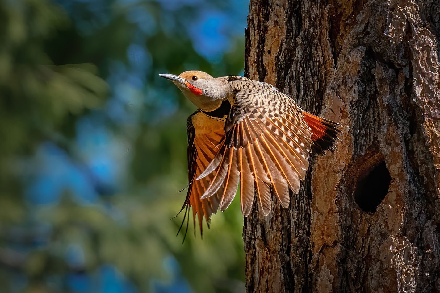 Red-Shafted Flicker, Yosemite National Park, California