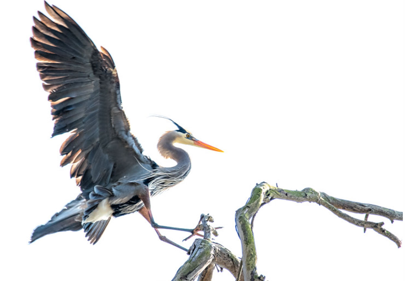 Great blue heron, Morro Bay State Park Rookery, Morro Bay, California