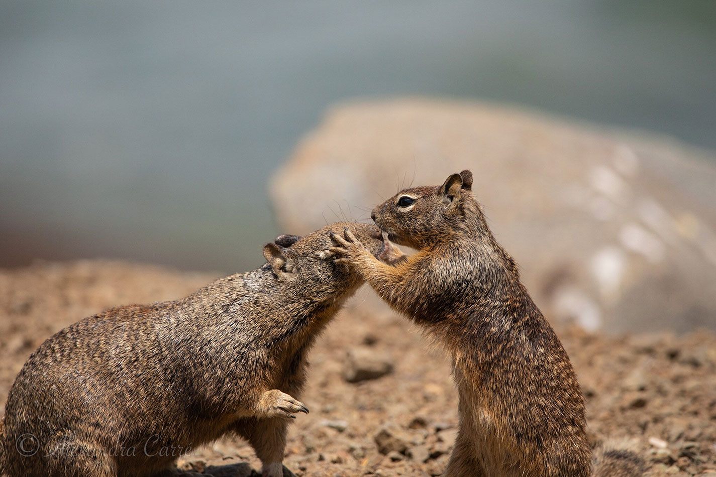 California Ground Squirrels, Morro Bay, California | Sierra Club