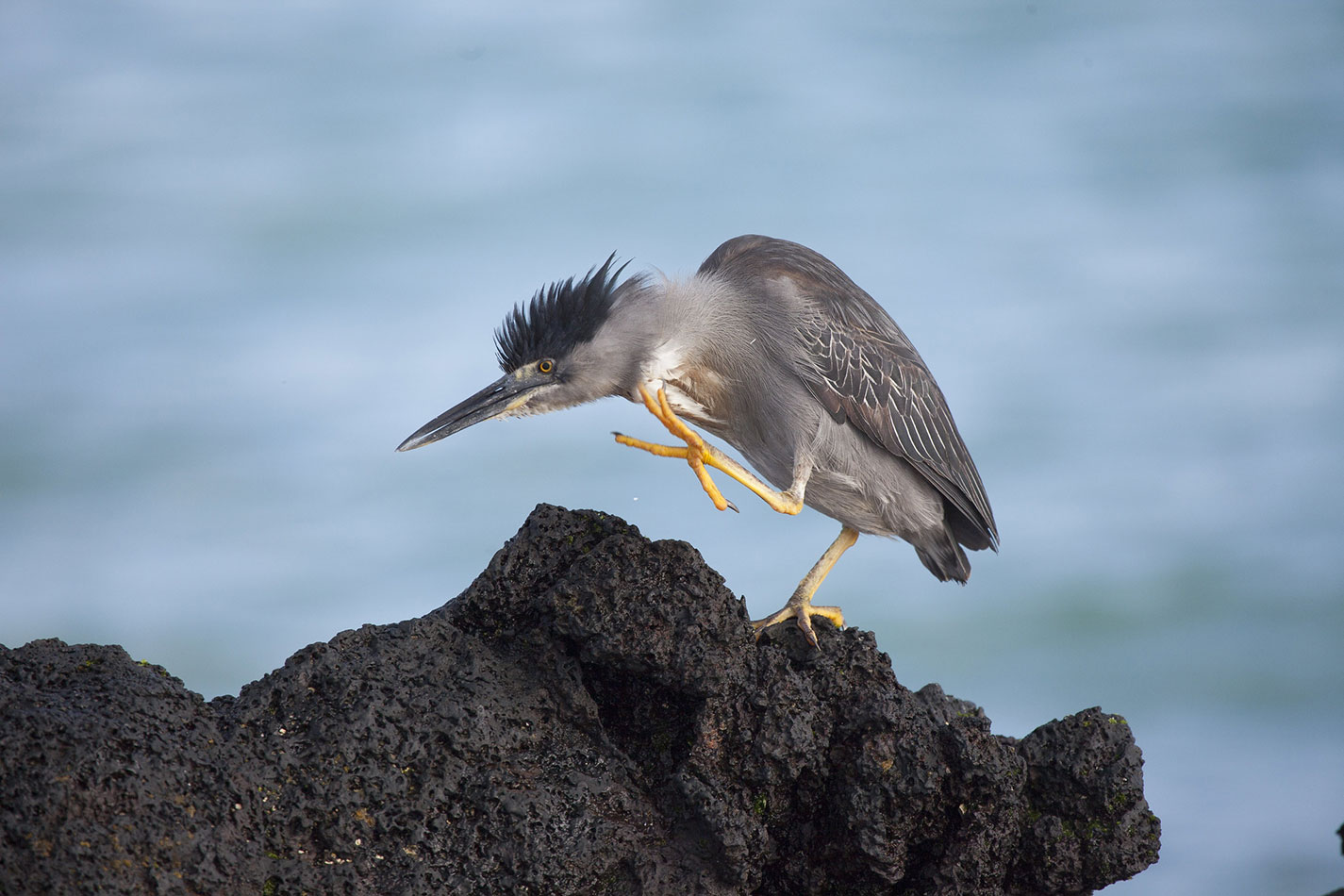 Heron, Galápagos Islands, Ecuador