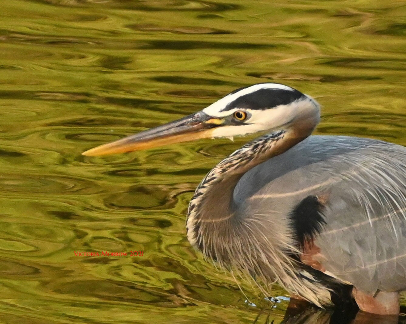 Great Blue Heron, Avila Beach, California | Sierra Club