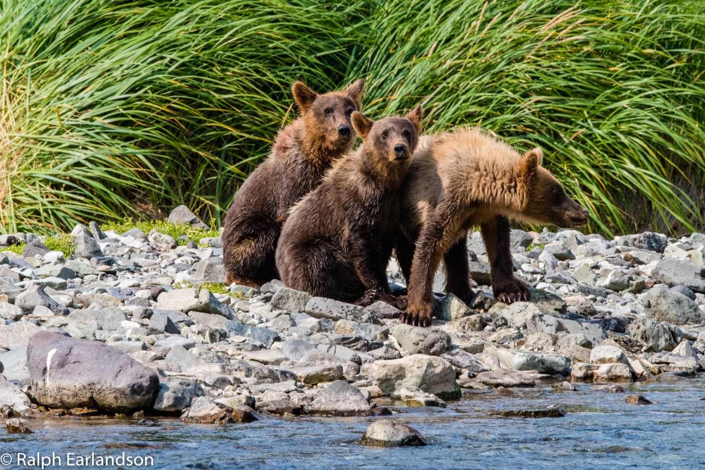 Kodiak Bears, Katmai National Park and Preserve, Alaska | Sierra Club