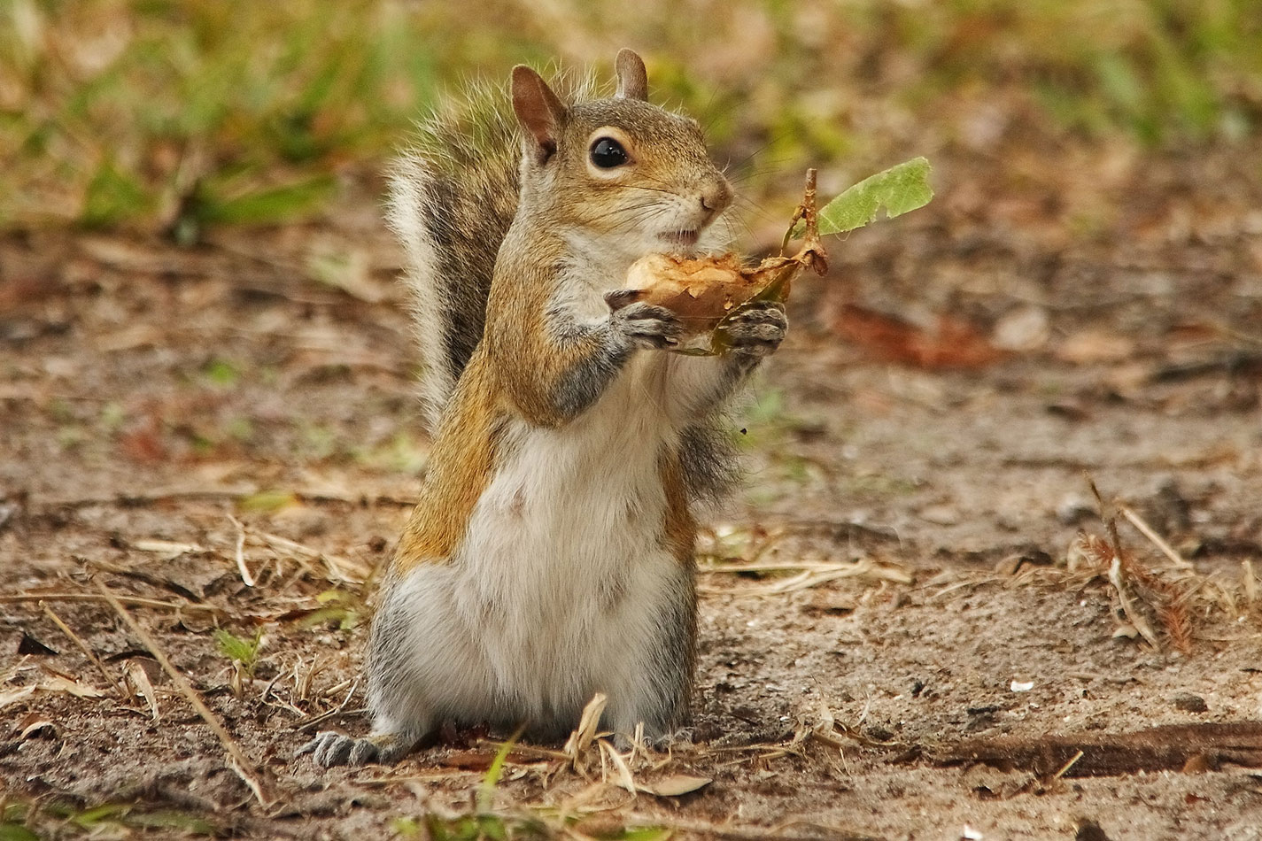 Squirrel, Audubon Rookery, Venice, Florida