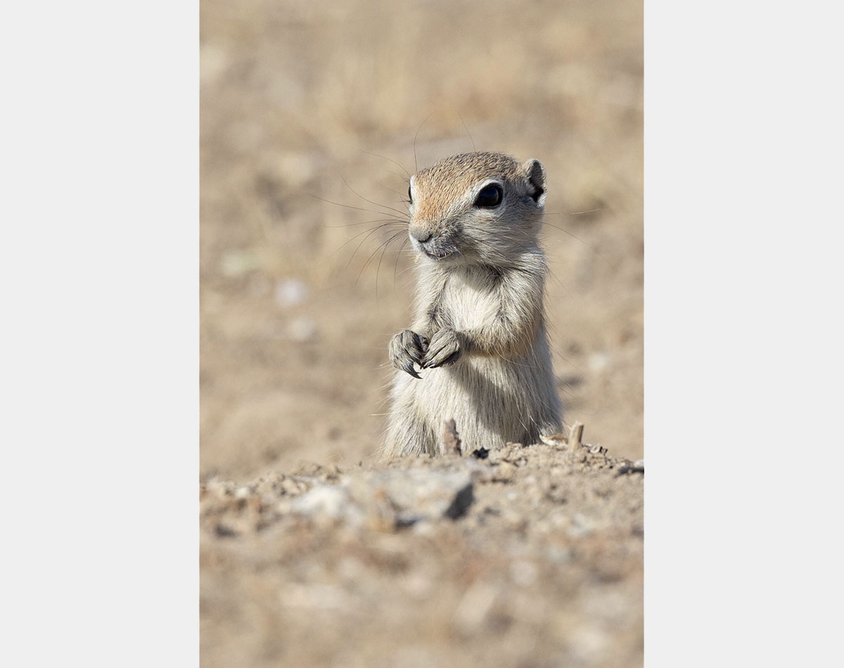 are dogs allowed in carrizo plain national monument