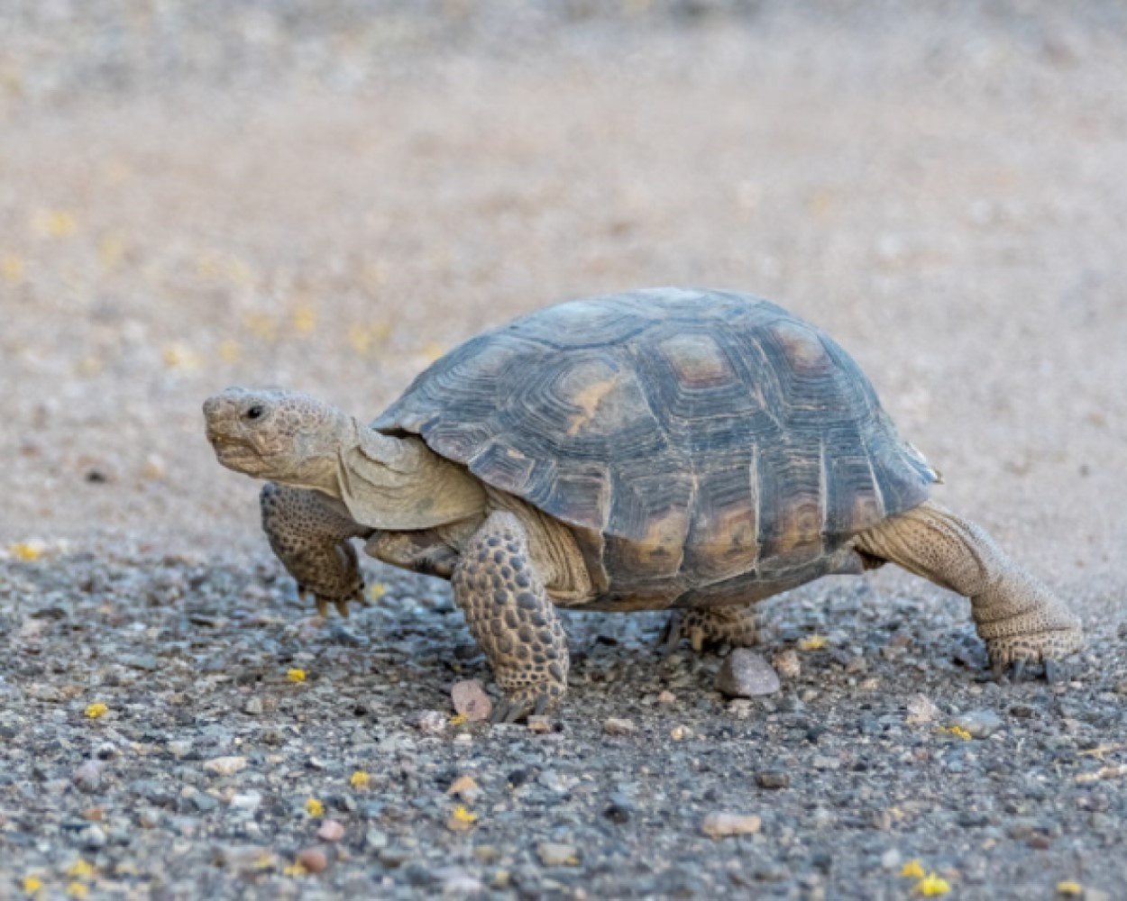 Tortoise, Tuscan Mountains, Arizona | Sierra Club