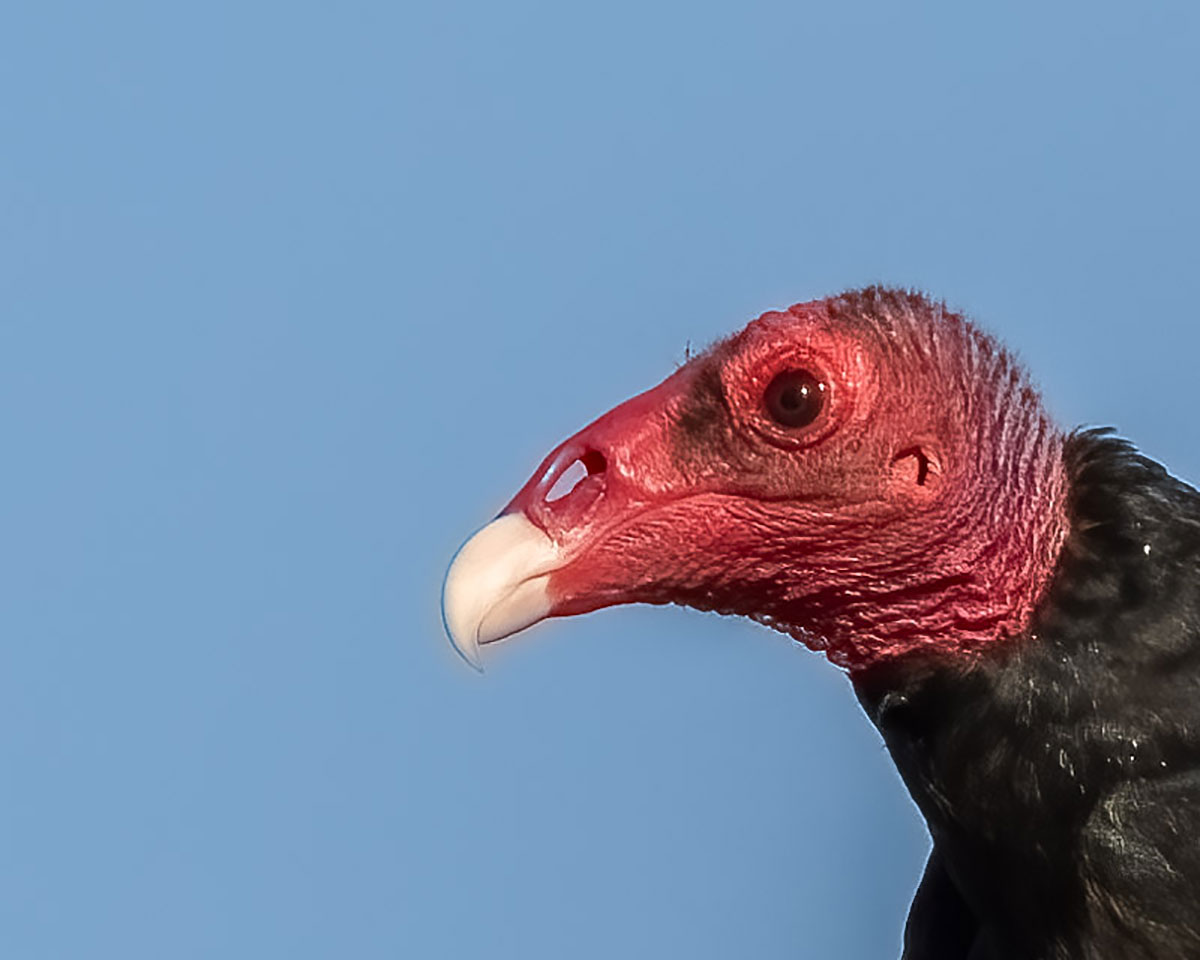 Turkey Vulture Tucson Arizona Sierra Club