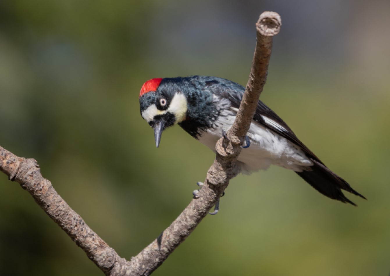 Acorn Woodpecker Atascadero California Sierra Club