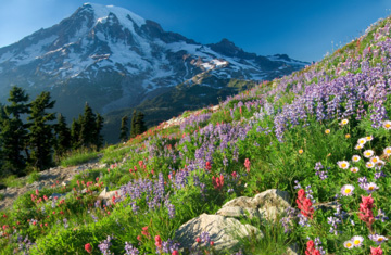 Featured image of post Wildflower Fields In Tennessee - The association invited citizens to vote for one of six native plants for nomination as the state&#039;s official wildflower.